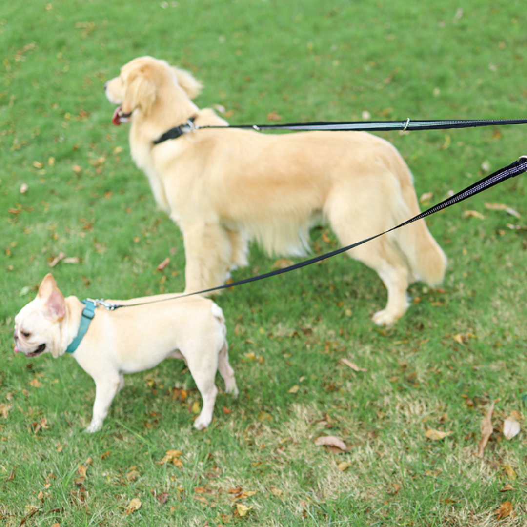 Doglemi 3 Meters Nylon Dog Leash